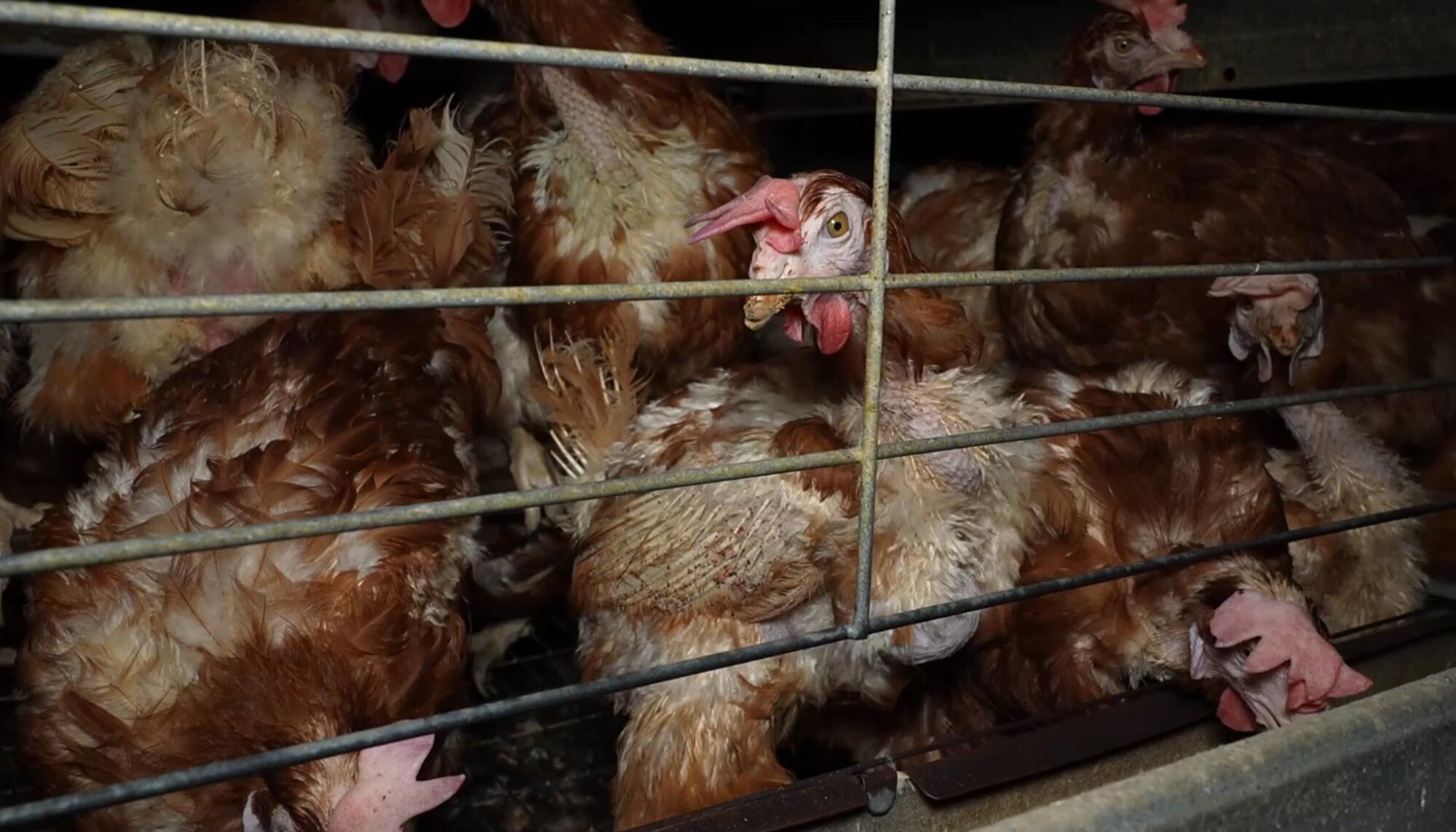 Macrogranja de los horrores en Mallorca  - 3